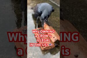Why Owning a Crow Is ILLEGAL in the U.S.! 😳🚨