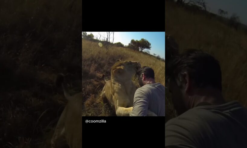 Wild Animal Encounters 😱 #shorts  #foryou #animals #nationalgeographic #funny #nature #scary