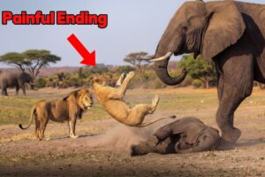 Wild Animal Fights Survival or Extinction? The Fiercest Battles in the Natural World