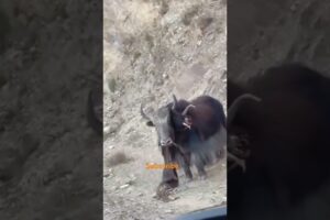 Wild yak battles 😱||| #youtubeshorts  #yak  #wildlife