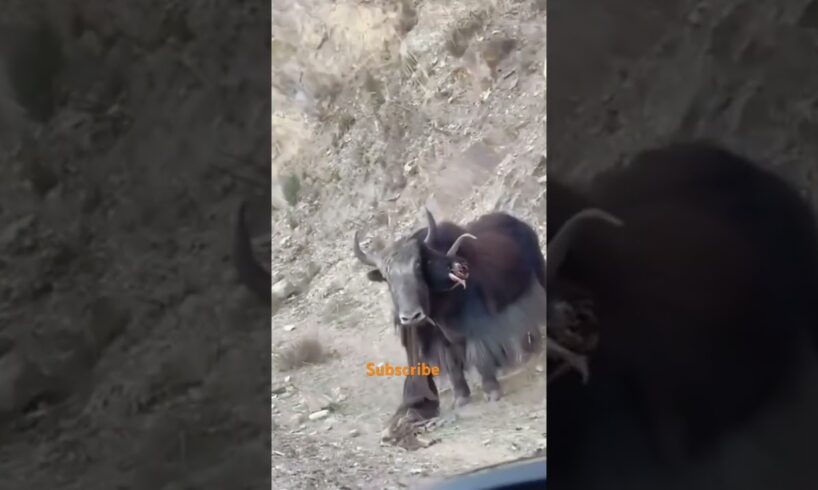 Wild yak battles 😱||| #youtubeshorts  #yak  #wildlife