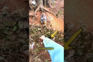 Will the Monkey Help Her? 🐒😍