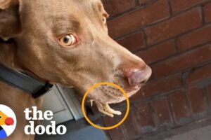 Woman Sees Tiny Legs Sticking Out Of Her Dog's Mouth | The Dodo