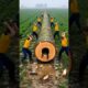 “Workers Shocked! Giant Log Ke Ander Zinda cow!”“cow Inside Tree Trunk!? Heart-Touching Rescue