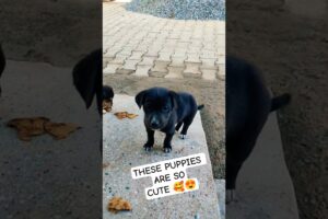 World Cutest Puppies 😍❣️🐕🐶