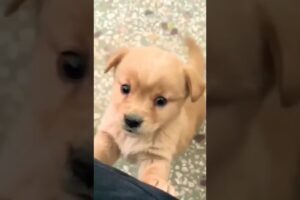 baby dog#cute puppy barking#40kviral#shorts