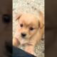 baby dog#cute puppy barking#40kviral#shorts