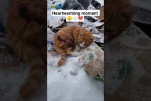 cat and rabbit rescued 😞