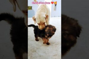 choti si too jaan ❤️🥰 cute puppies 🐕❤️ #dj #shortvideo #germanshepheard #cutedoggies #love #cute lab