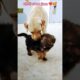 choti si too jaan ❤️🥰 cute puppies 🐕❤️ #dj #shortvideo #germanshepheard #cutedoggies #love #cute lab