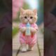 cute dancing kitten | Funny Cartoon Cat Video 🥰🍼 #catvideos #cat #cartoon #dudidudidam