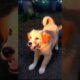 cute golden retriever puppy barking and playing around in the garden #dog #puppy #barking #shorts