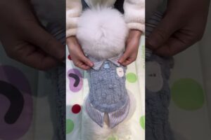 cute puppies adorable video #puppy #cutedog #dog #shorts