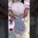 cute puppies adorable video #puppy #cutedog #dog #shorts
