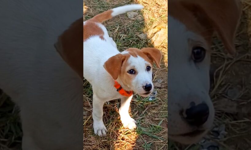 cute puppies bark 🤩 🐕🤩compilation dog funny moments #dogsound #dogvideos #shorts #trending #viral