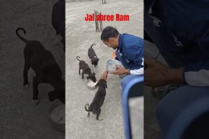 cute puppies dudh Peete hue#shorts #ytshorts