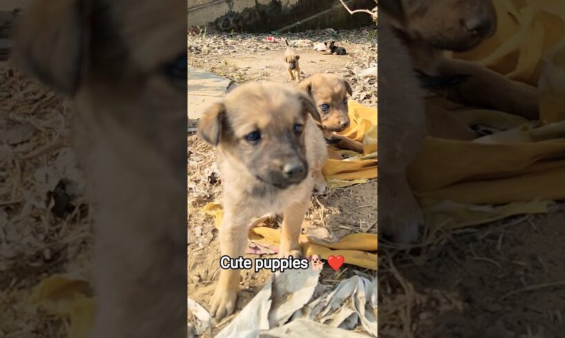 cute puppies 😍🐕❤️#puppylove#shorts#dogshorts #funnydog #funny #comedy #youtubeshorts #viral #puppies