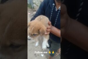 cute puppies 🐕#shortsviral #likesharesubscribe #aquaculture