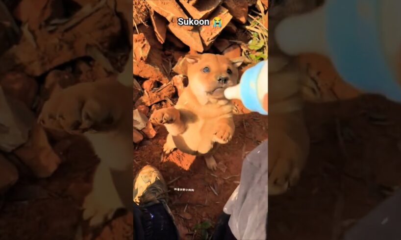 cute puppy is very hungry,🐕😭 #puppy #cute #puppies #dog #pets #animals #shorts #trending #viral #yt