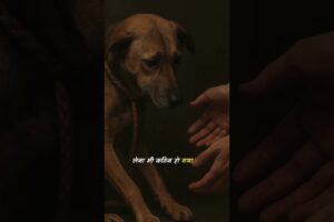 #dogs #dogshorts #dogstory #dogsweater #dogstories