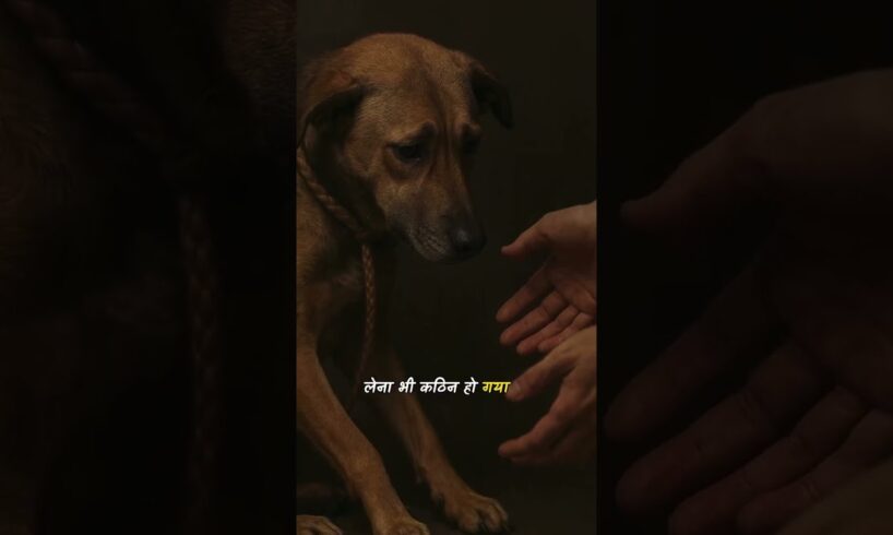 #dogs #dogshorts #dogstory #dogsweater #dogstories