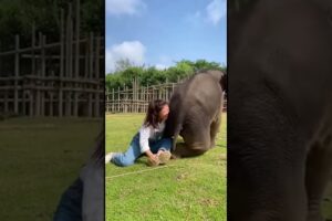 #elephant #funny #animals #shorts #wildlife #ride #play