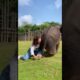 #elephant #funny #animals #shorts #wildlife #ride #play