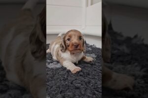 funny cute puppies #shorts #dog