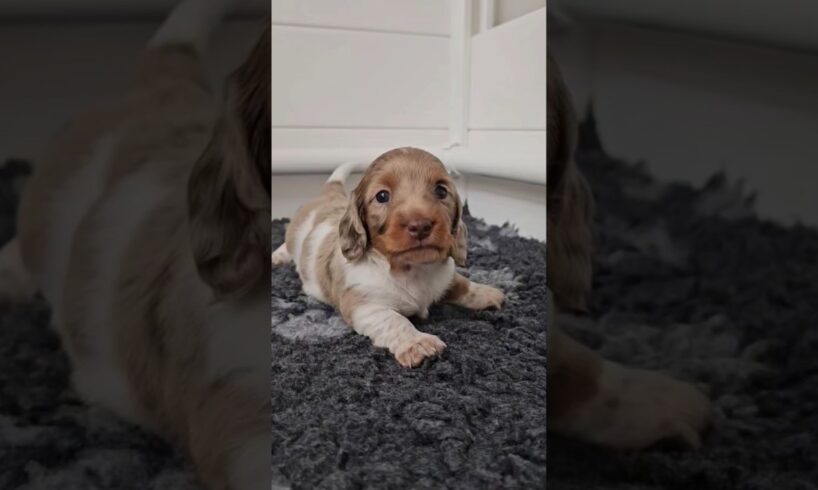 funny cute puppies #shorts #dog