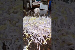 funny white car playing time #cute #cat #shorts #animals