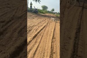 labrador puppy retriever puppies#animal life #shotfeed #shorts #catmeowarea ​⁠​⁠