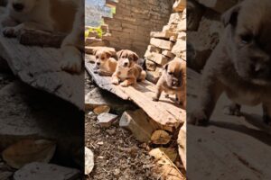 masoom बच्चे | cute puppies 🐶 #shortsfeed #puppies #puppy #dogshorts #puppylife #cuteanimal #shorts