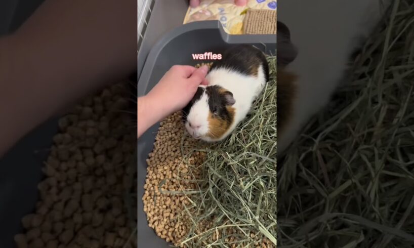 meet my nine Guinea pigs! #guineapig #guineapigcare #guineadad #pet #cute #cavy