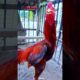 metabolisme ayam baik rutin jamu red platinum vip power 16butir #ayam #chicken #animals #funny #fyp
