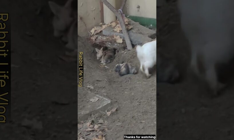 mother rabbit baby playing in home 🏠🏡 #babyanimals #adoreble #animals #adorably #babyanimalslist