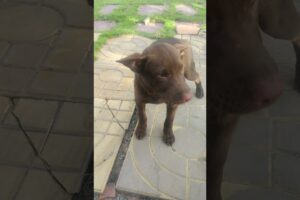 những chú cún dễ thương