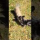 playtime in the yard #cute #dogs #animals #puppy #playing #barking #pets #music
