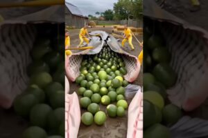 rescue the lamon 😜😜#funny #animalrescue #animalwelfare #aiart