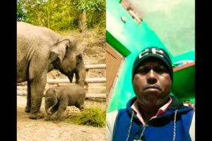 #viral #shortsvideo #Cut haughty baby elephant is playing with...#baby elephant#funny #animals .