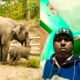 #viral #shortsvideo #Cut haughty baby elephant is playing with...#baby elephant#funny #animals .