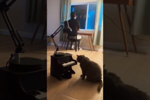 what song should I teach him next? #petpiano