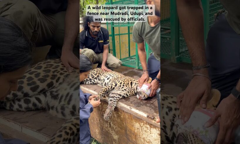 wild leopard got trapped in a fence  and was rescued by officials. #udupi #leopard #leopard #rescue