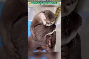 उदासी से टूट चुका ऊदबिलाऊ 😭 #animal #animalrescue #animallover #rescue #otter