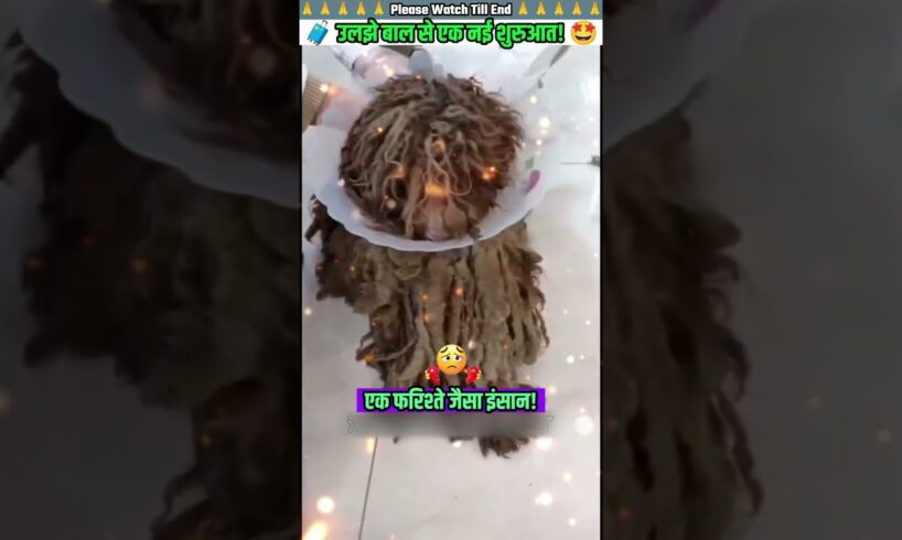 उलझे बाल से एक नई शुरुआत 🙏 #animal #animalrescue #animallover #rescue #dog