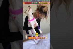 एक हादसा उम्मीद और चमत्कार 🙏 #animal #animalrescue #animallover #rescue #dog