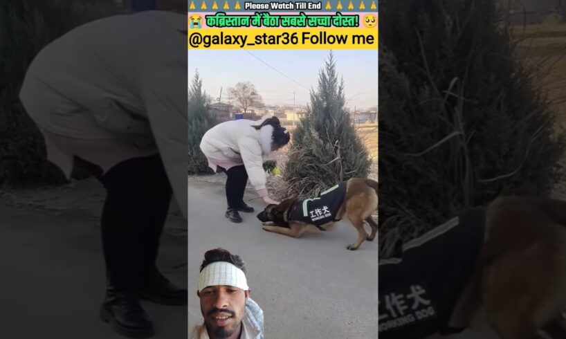 कब्रिस्तान में बैठा सबसे सच्चा दोस्त 🙏 #animal#animalrescue#animallover#rescue#dog ‎⁨@galaxy_star36⁩