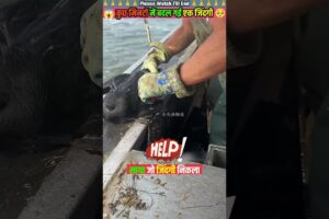 कुछ मिनटों में बदल गई एक जिंदगी 🙏 #animal #animalrescue #animallover #rescue #dog