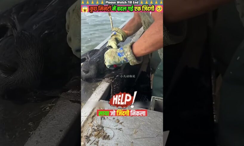 कुछ मिनटों में बदल गई एक जिंदगी 🙏 #animal #animalrescue #animallover #rescue #dog