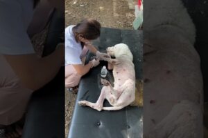 गर्भवती माँ कुत्ते को बचाया 🙏 #animal #animalrescue #animallover #rescue #dog