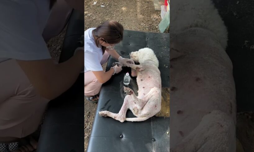 गर्भवती माँ कुत्ते को बचाया 🙏 #animal #animalrescue #animallover #rescue #dog